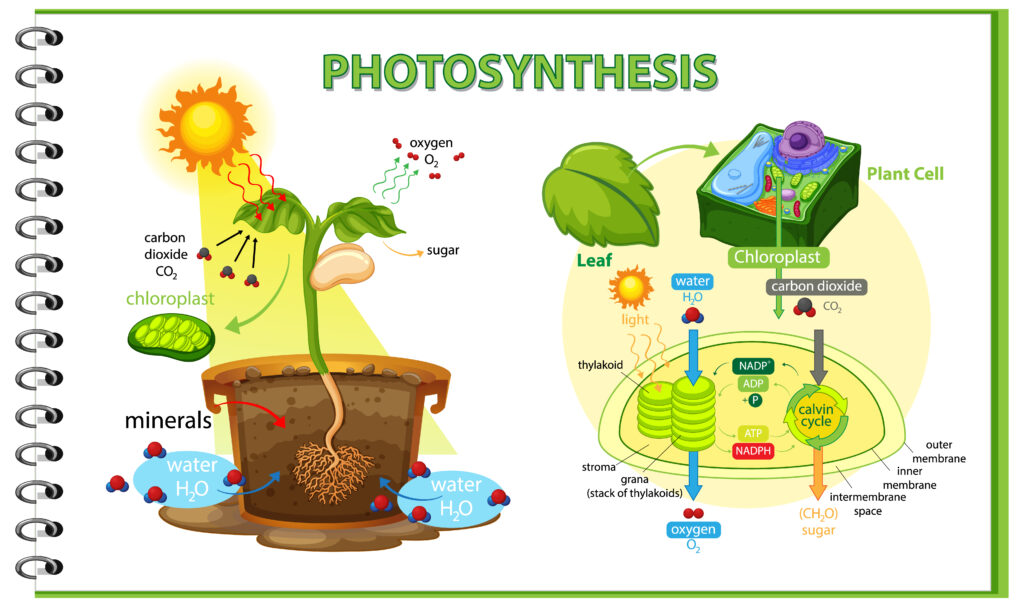 The role of the nucleus in plant life
