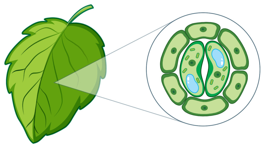 Common misconceptions about plant cells