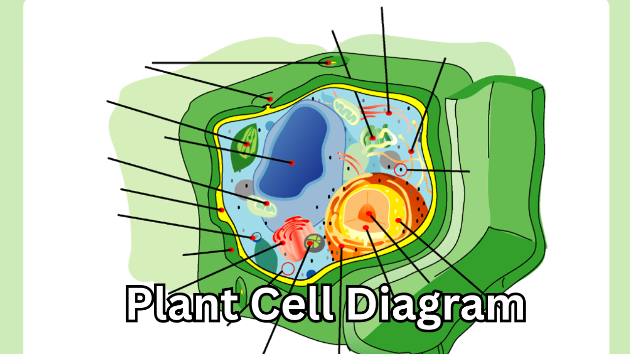 Plant Cell Diagram: The Powerful and Positive Way to Understand Life’s Building Block
